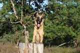 MALINOIS 020